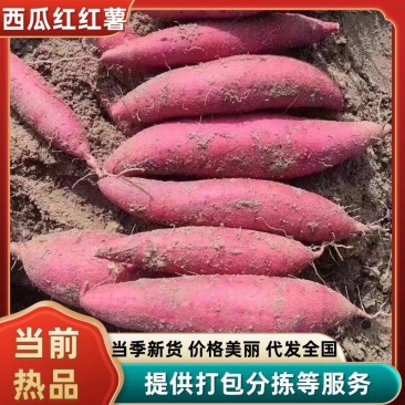 精品西瓜红红薯规格齐全蜜薯烟薯济薯龙薯品种齐全