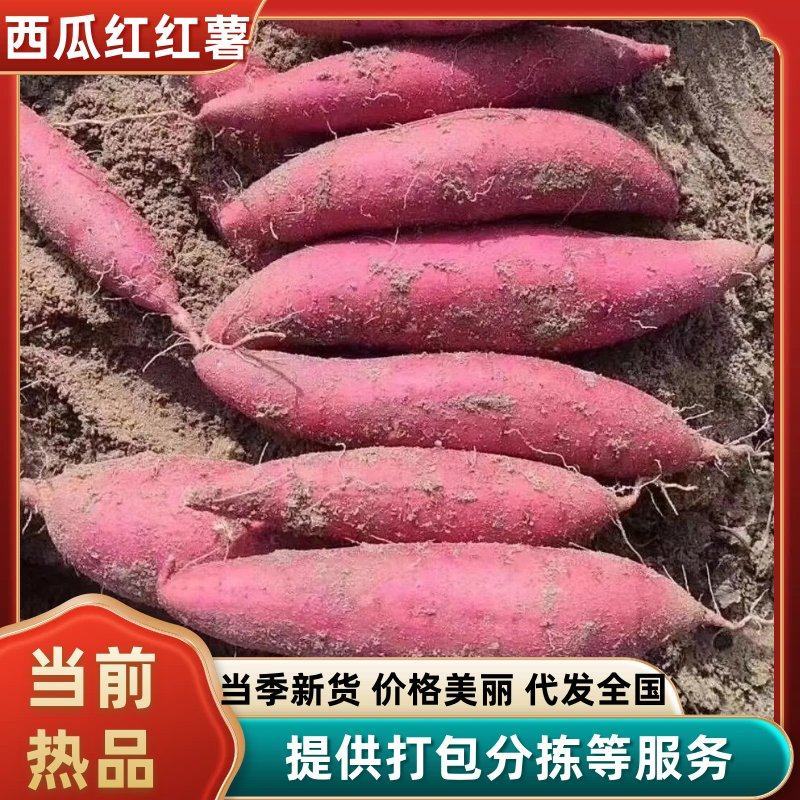 精品西瓜红红薯规格齐全蜜薯烟薯济薯龙薯品种齐全