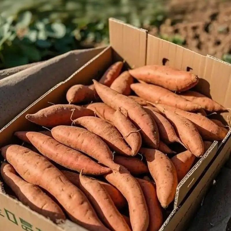 红瑶蜜薯榴莲蜜薯河北精品红薯产地直发品种齐全
