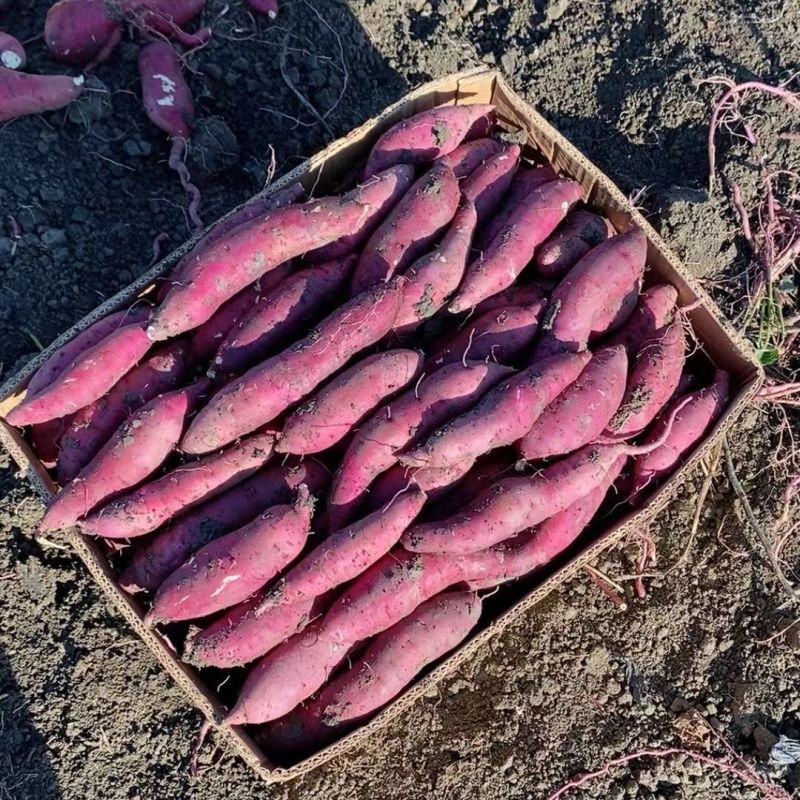 红瑶蜜薯榴莲蜜薯河北精品红薯产地直发品种齐全