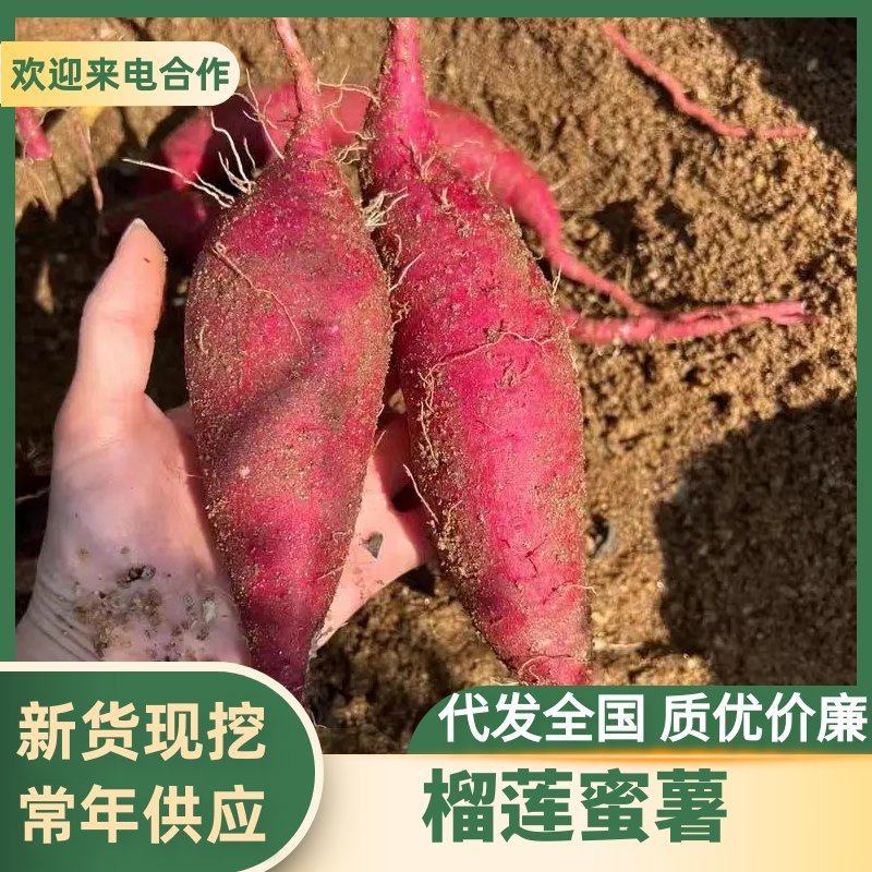 榴莲蜜薯高端丝滑红薯红瑶蜜薯可视频看货红薯