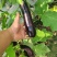 周口扶沟大棚无籽青茄