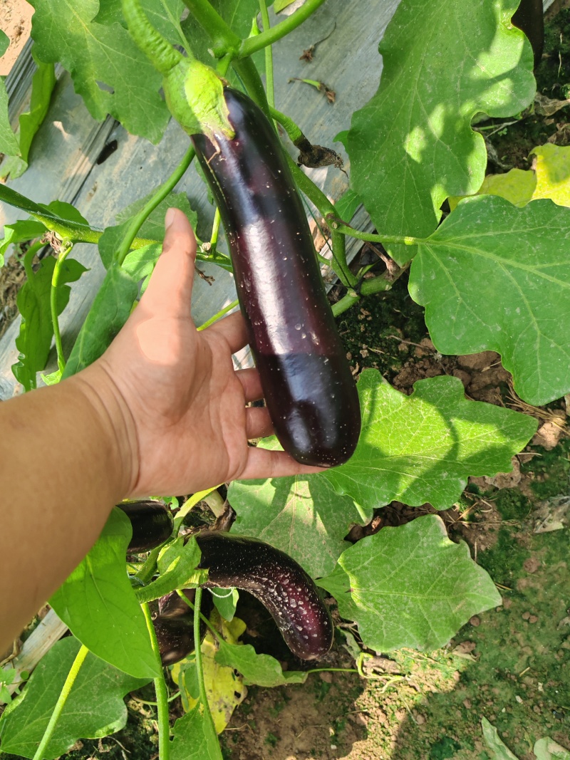 周口扶沟大棚无籽青茄
