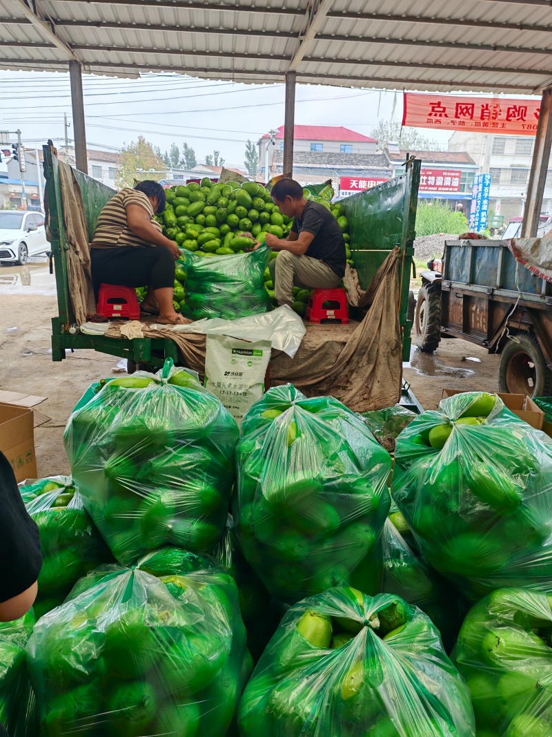 周口扶沟大棚无籽青茄