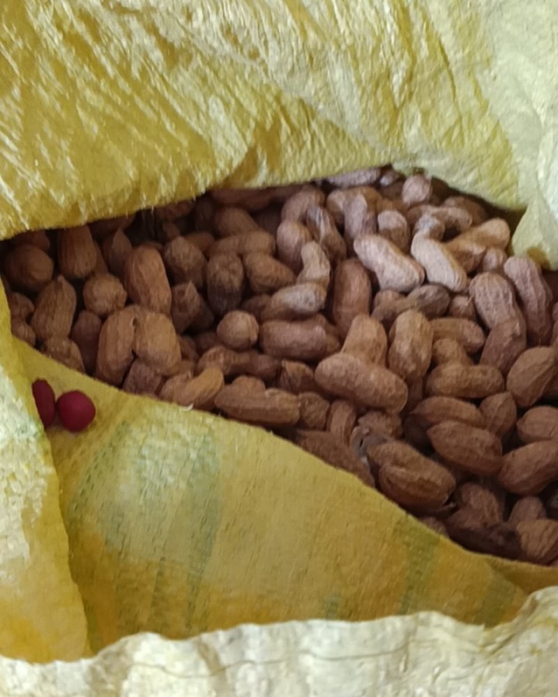 红皮花生带壳