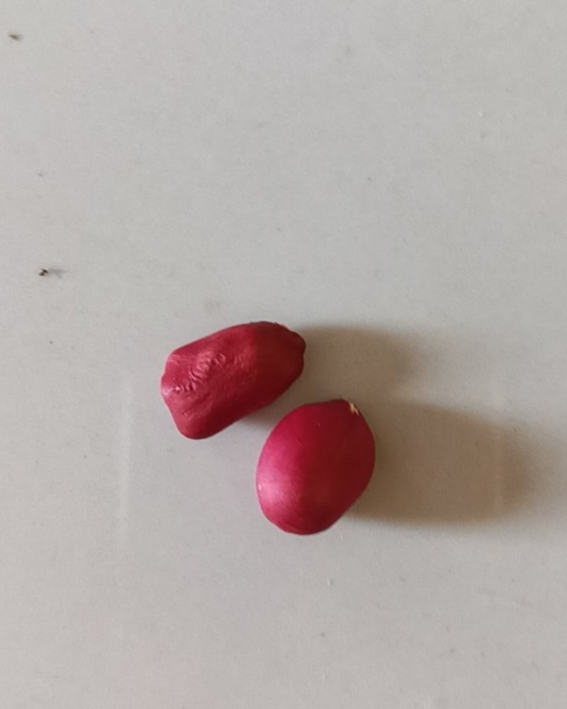 红皮花生带壳