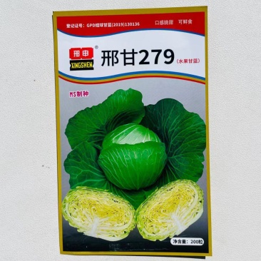 邢申刑甘279口感型甘蓝种子中熟包菜种籽杂交水果甘蓝种子