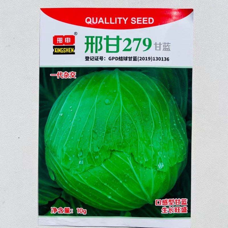 邢申刑甘279口感型甘蓝种子中熟包菜种籽杂交水果甘蓝种子