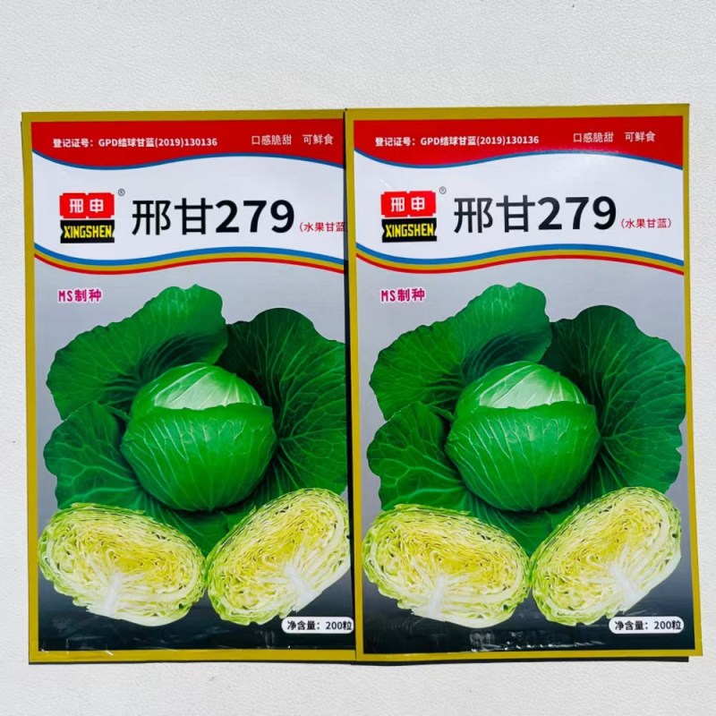 邢申刑甘279口感型甘蓝种子中熟包菜种籽杂交水果甘蓝种子