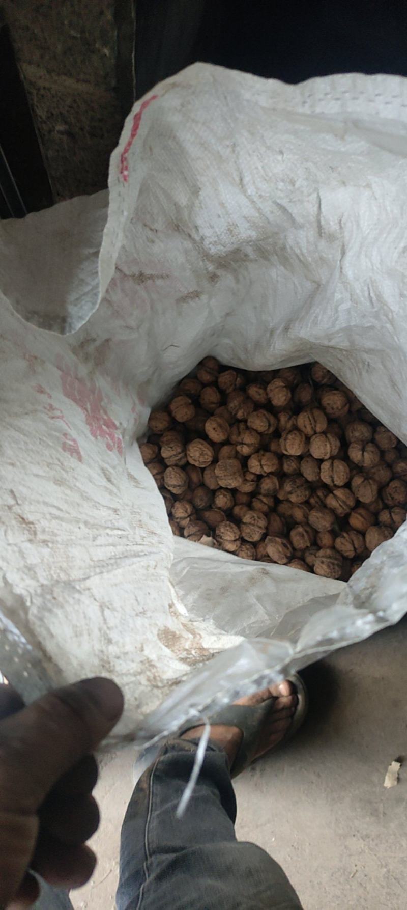 核桃【产地直供一手货源品质保证】欢迎来电