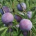 精品脆红李货源充足产地供应量大从优质量保证欢迎咨询