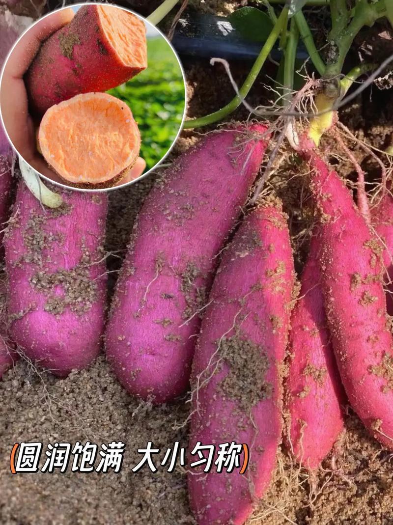 河北烟薯25产地直发对接全国市场电商商超优质蜜薯