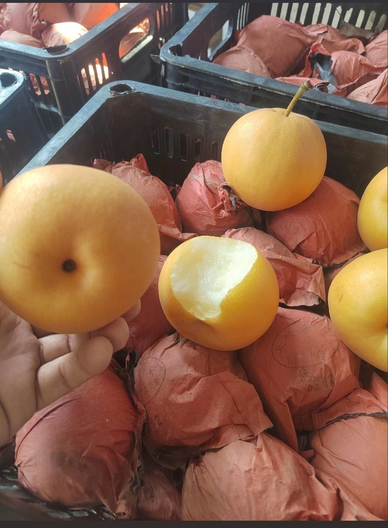 精品圆黄梨