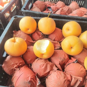 精品圆黄梨