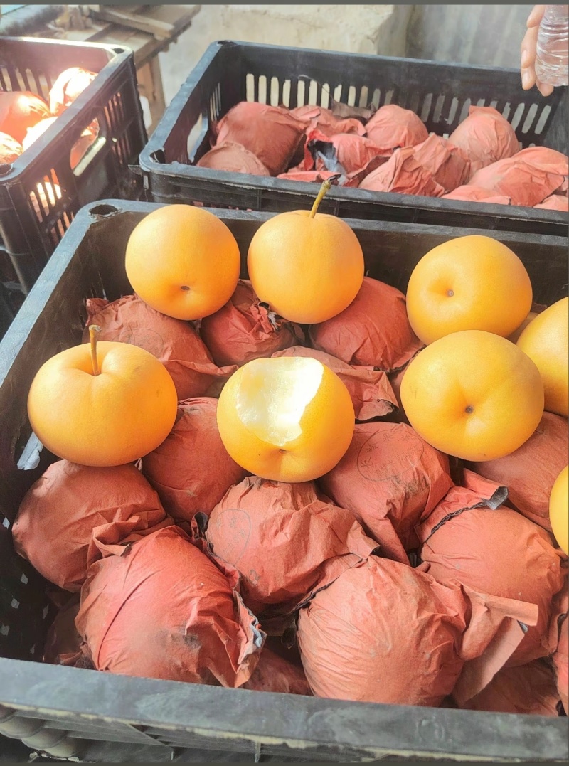 精品圆黄梨