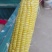 泰阳花六号大量上市中，无头虫，无尖头皮绿