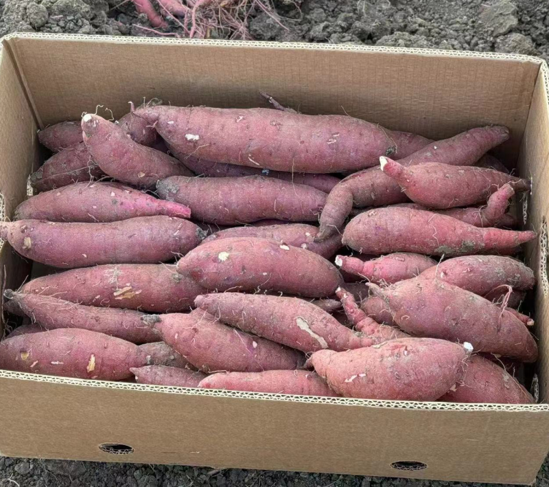 红瑶蜜薯榴莲蜜薯河北精品红薯产地直发品种齐全
