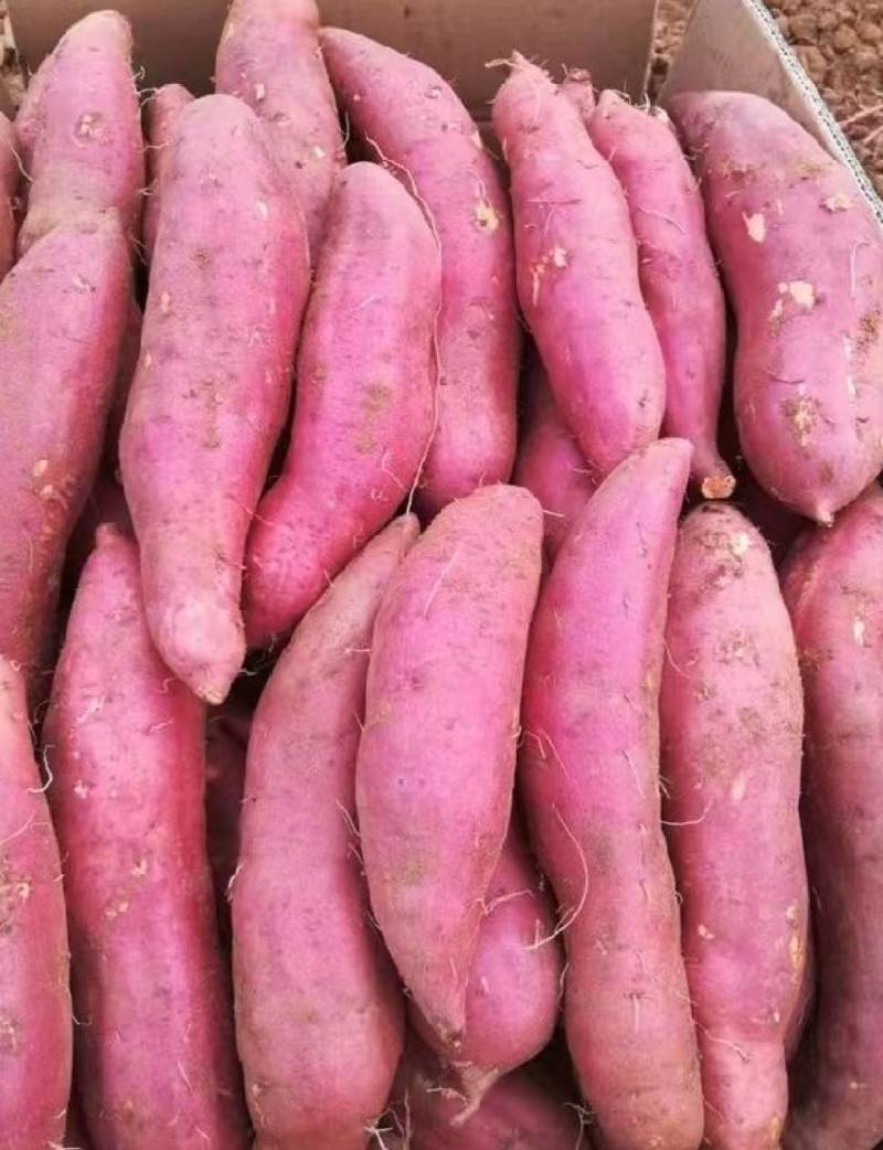 精品西瓜红红薯规格齐全蜜薯烟薯济薯龙薯品种齐全