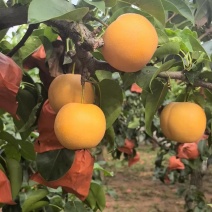 丰水梨秋月梨大黄梨对接各大商超全国代发