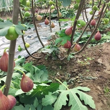无花果苗波姬红金傲芬芭荖奈斯特拉无花果苗