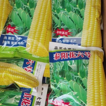 大家好今天是8月26号泰阳花六号开始上市了，需要的请联系
