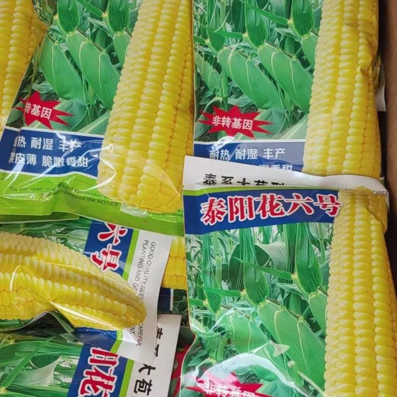 大家好今天是8月26号泰阳花六号开始上市了，需要的请联系