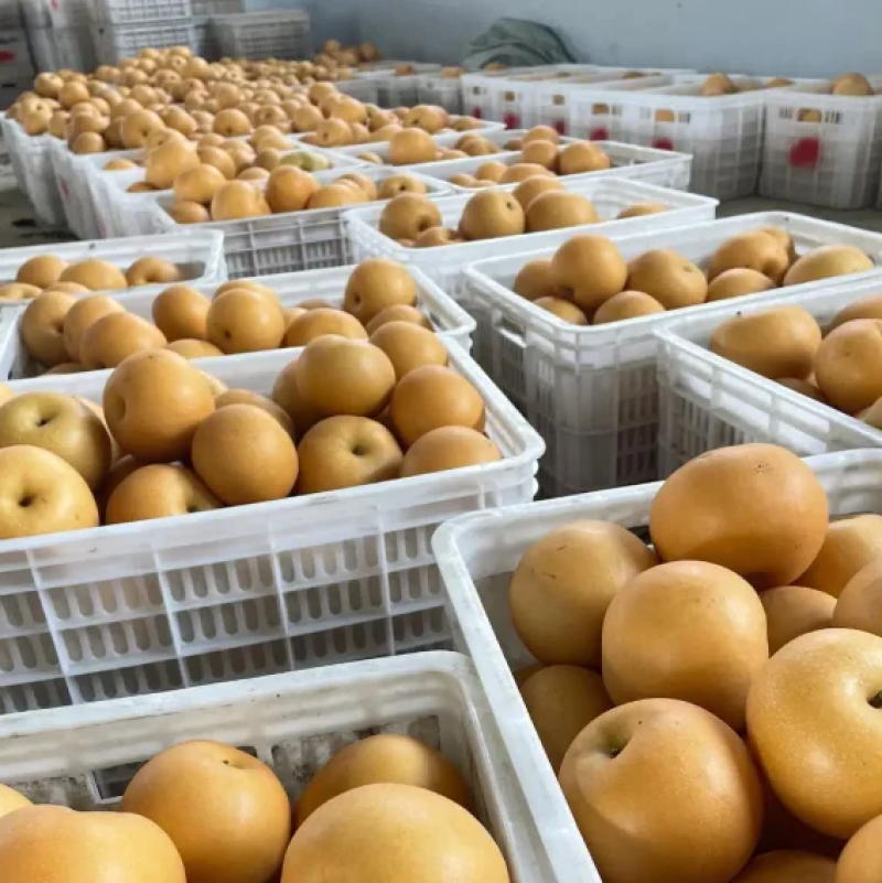 丰水梨秋月梨大黄梨对接各大商超全国代发