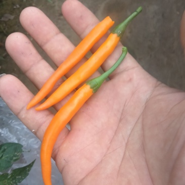 辣椒，艳黄辣椒，大量供应艳黄辣椒，产品质量好