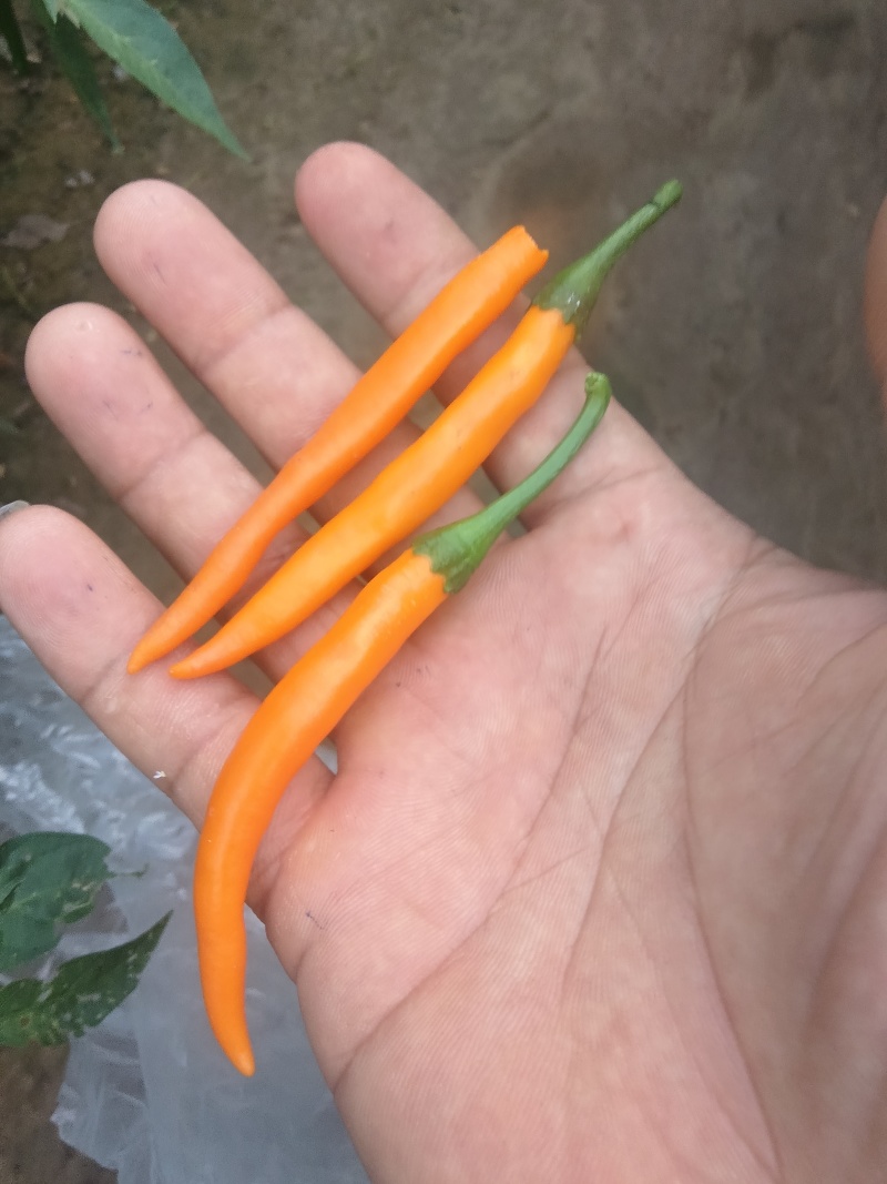 辣椒，艳黄辣椒，大量供应艳黄辣椒，产品质量好