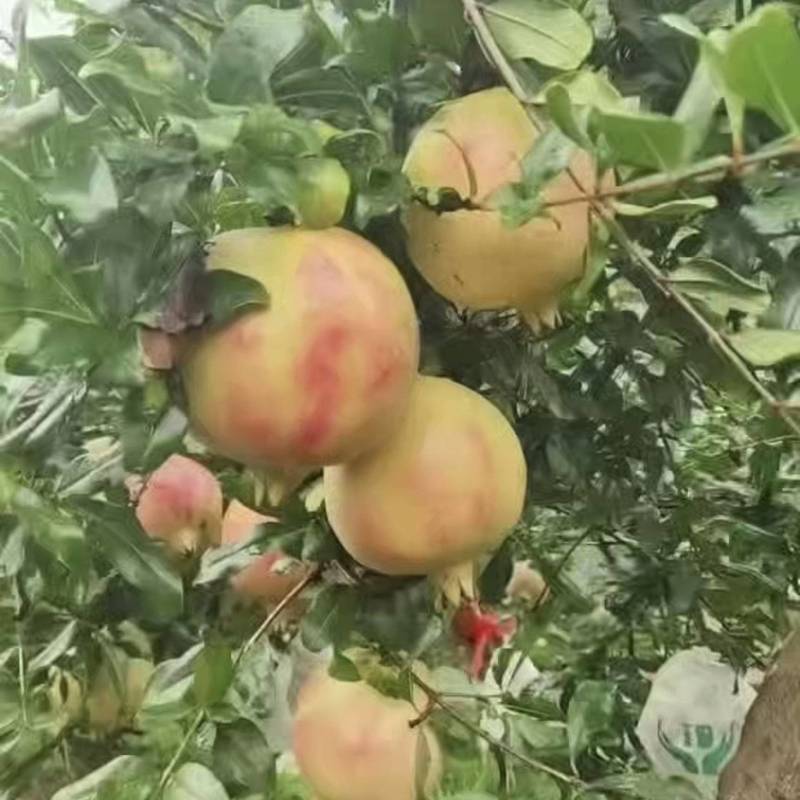 【推荐】云南软籽石榴现摘现发供应全国诚信合作欢迎下单
