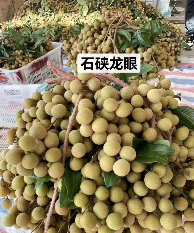 【龙眼】石硖龙眼广西龙眼核小肉多产地直供量大从优