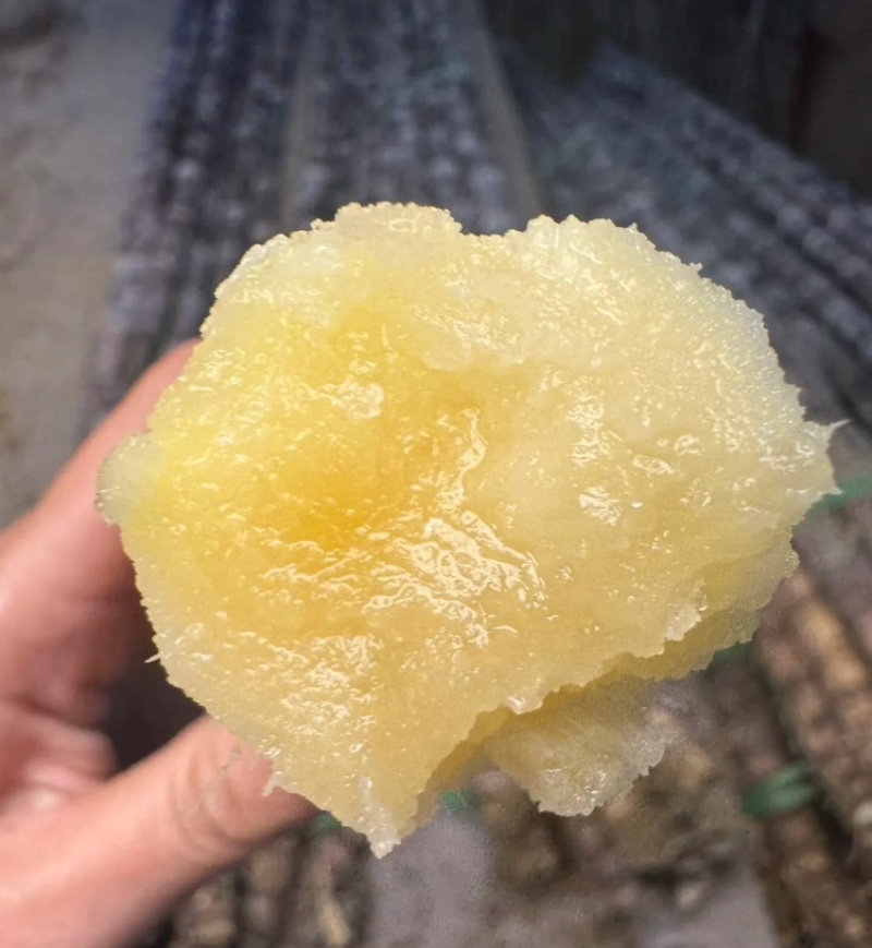 黑皮甘蔗广西黑皮甘蔗广西甘蔗脆甜多汁基地现砍现发