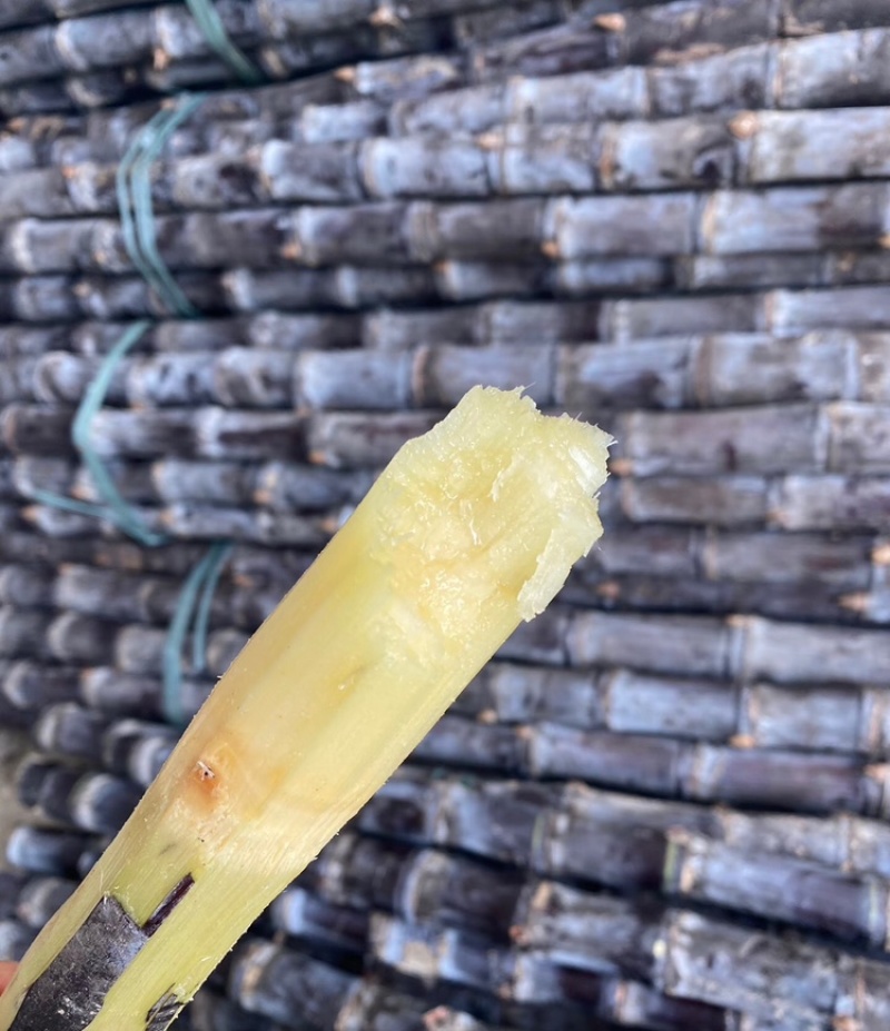 黑皮甘蔗广西黑皮甘蔗广西甘蔗脆甜多汁基地现砍现发