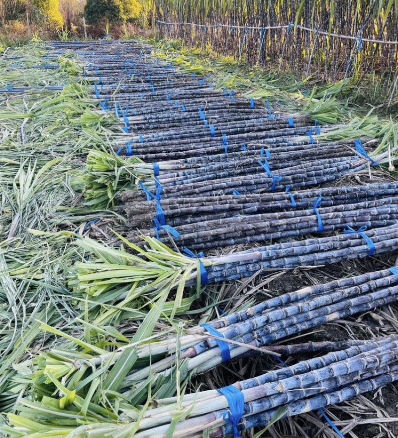 黑皮甘蔗广西黑皮甘蔗广西甘蔗脆甜多汁基地现砍现发