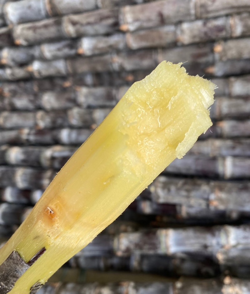 黑皮甘蔗广西黑皮甘蔗广西甘蔗脆甜多汁基地现砍现发