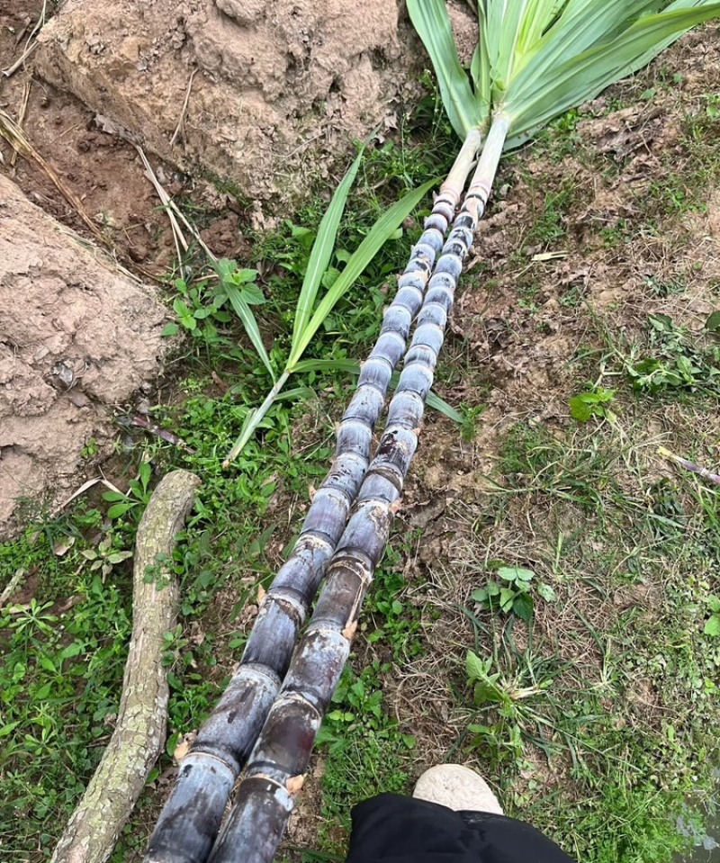 黑皮甘蔗广西黑皮甘蔗广西甘蔗脆甜多汁基地现砍现发