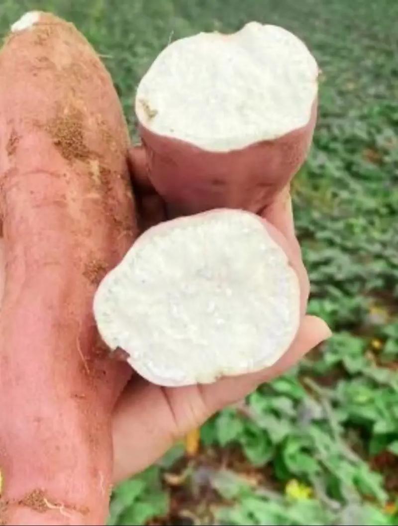 哈密红薯分糯香甜白心红薯全国发货产地直发精品红薯