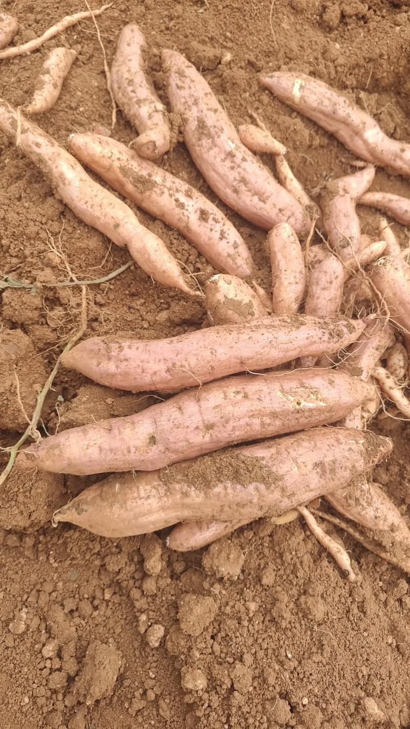 哈密红薯分糯香甜白心红薯全国发货产地直发精品红薯