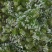 鲜韭菜花韭花货源充足量大从优价格实惠欢迎联系