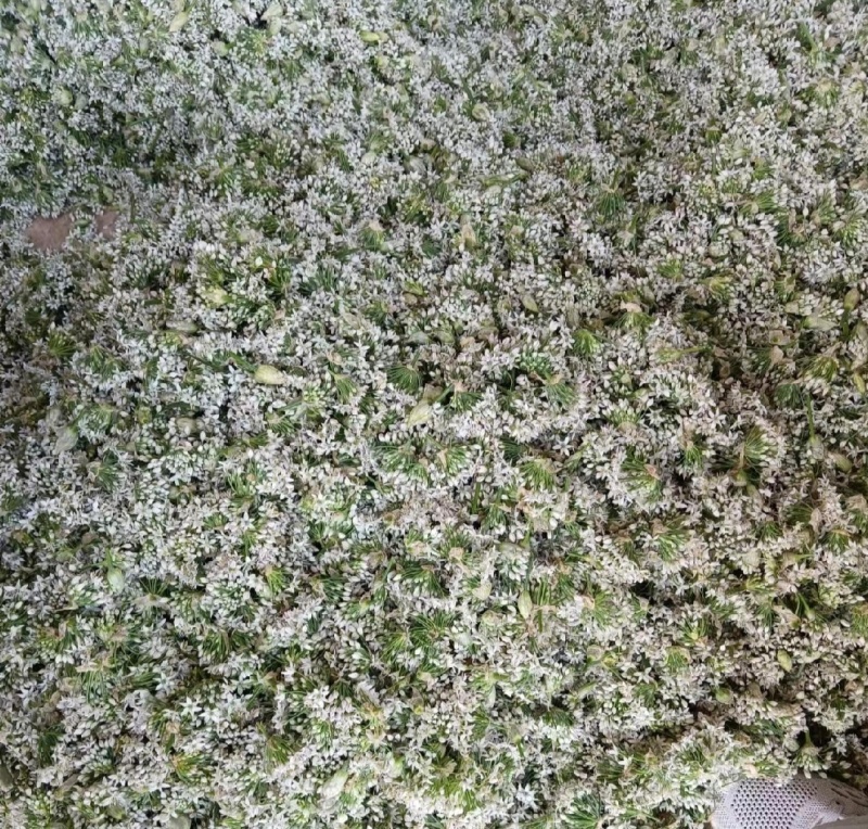 鲜韭菜花韭花货源充足量大从优价格实惠欢迎联系