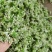 鲜韭菜花韭花货源充足量大从优价格实惠欢迎联系