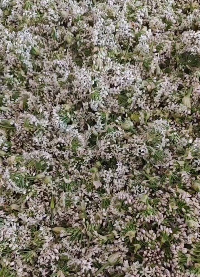 鲜韭菜花韭花货源充足量大从优价格实惠欢迎联系
