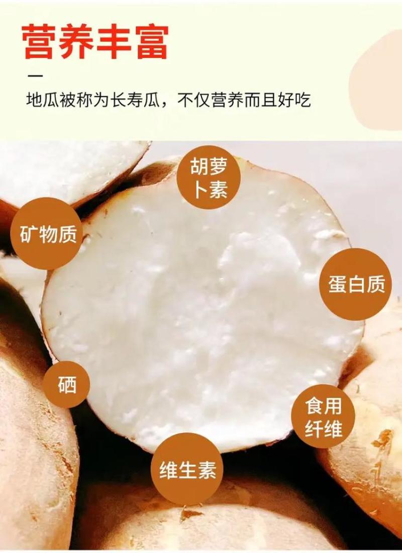 哈密红薯分糯香甜白心红薯全国发货产地直发精品红薯