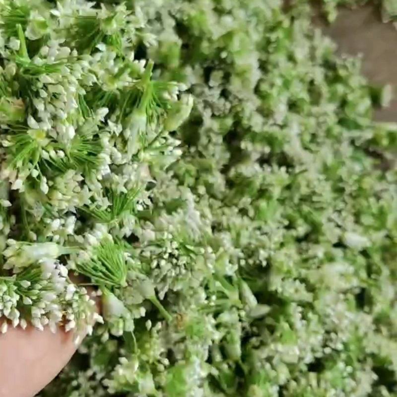 鲜韭菜花韭花货源充足量大从优价格实惠欢迎联系