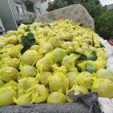 慈溪周巷蜜梨之乡精品黄花梨大量上市价格1.2
