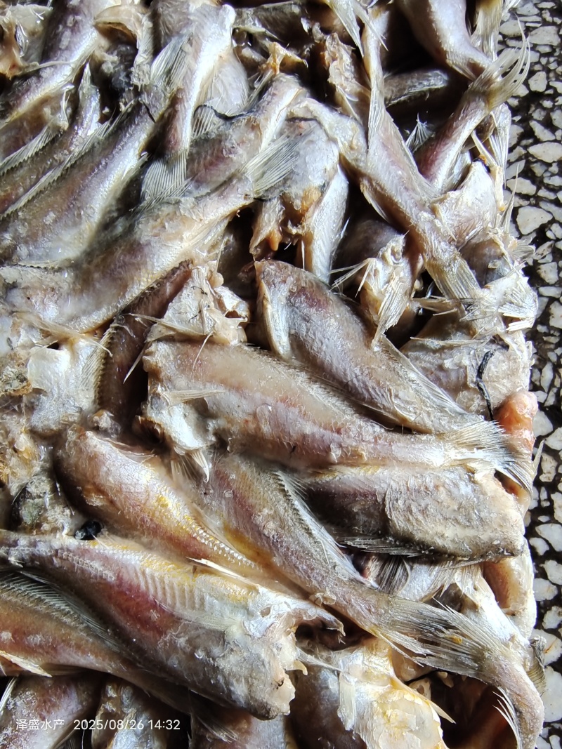 山东威海三去黄花鱼20斤板