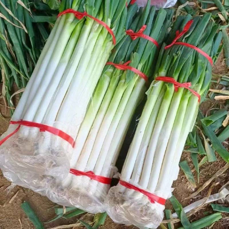 沂蒙山产地铁杆儿大葱对接各大商超，支持全国代发