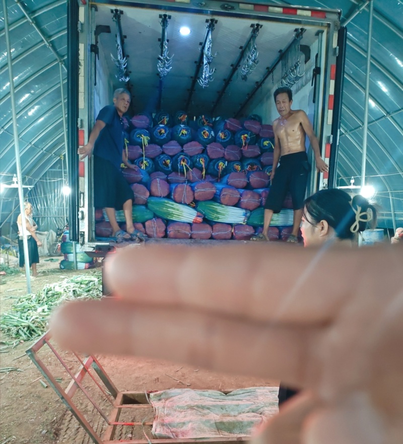 沂蒙山产地铁杆儿大葱对接各大商超，支持全国代发