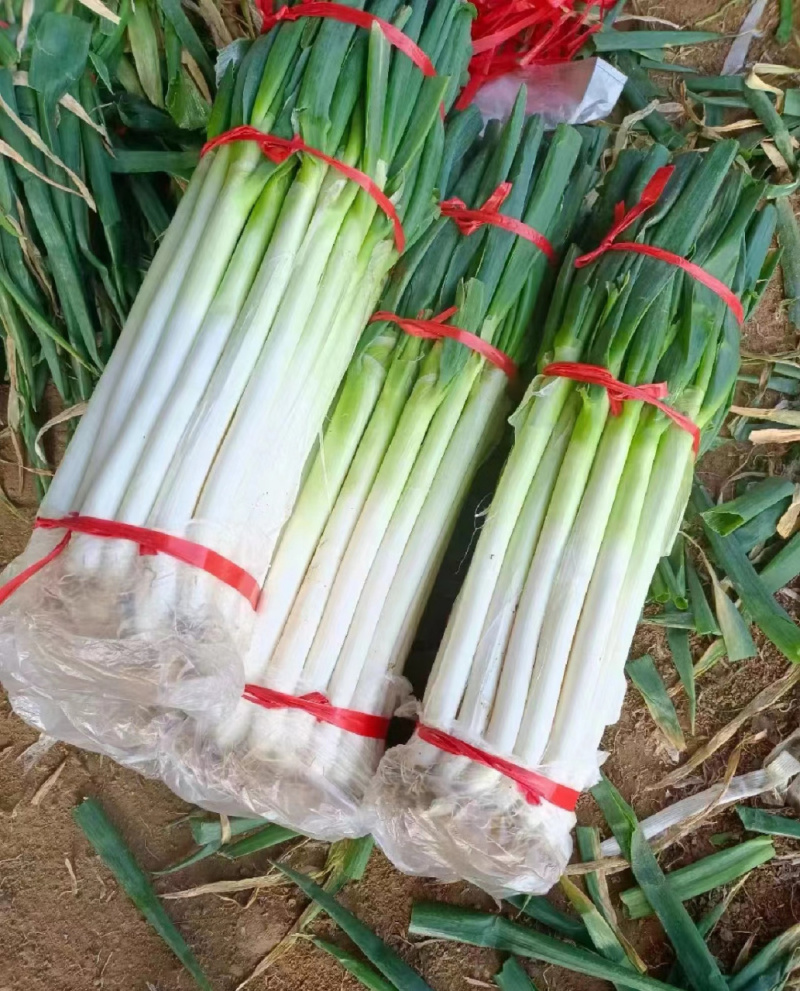 沂蒙山产地铁杆儿大葱对接各大商超，支持全国代发