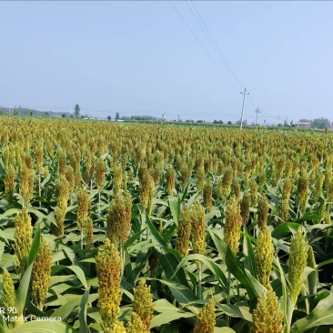 糯高梁1617大量上市量大从优颗粒饱满可视频看